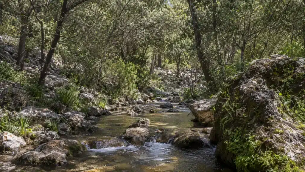 Wasserlauf der Fonts Ufanes im Wald bei Campanet auf Mallorca