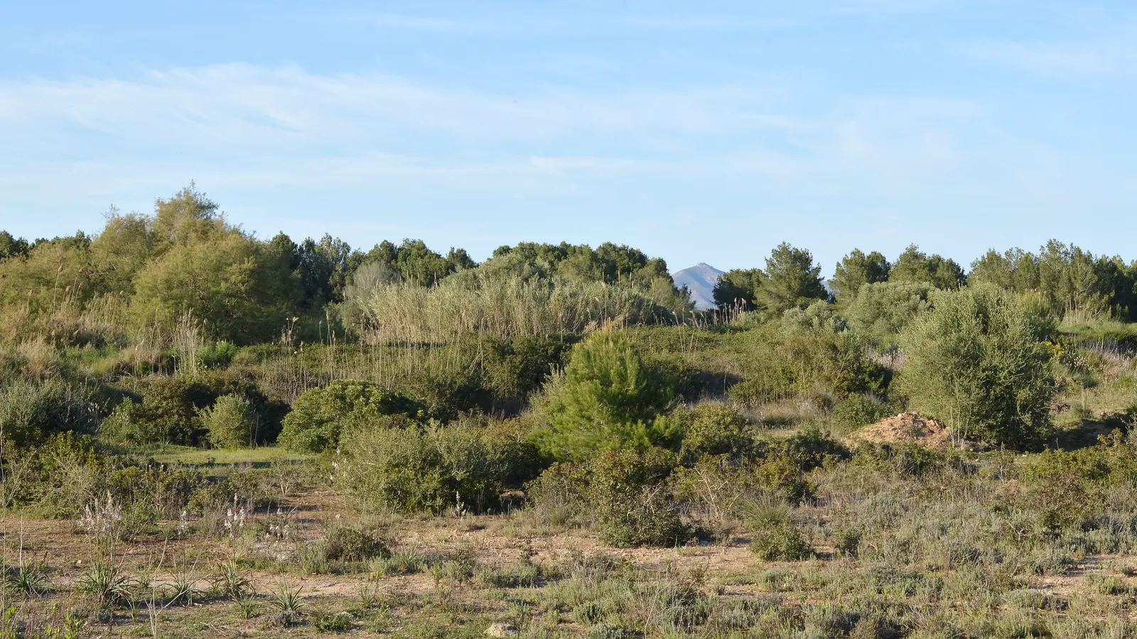 Fotoshooting in Muro gehört zur Region Pla de Mallorca und Bucht von Alcúdia. Der Ort liegt auf einer Anhöhe im Norden Mallorcas und ist als historischer landort mit küstengemeinde ein sinnvoller Ausgangspunkt für Sa Pobla, Santa Margalida, Sineu. auf Mallorca