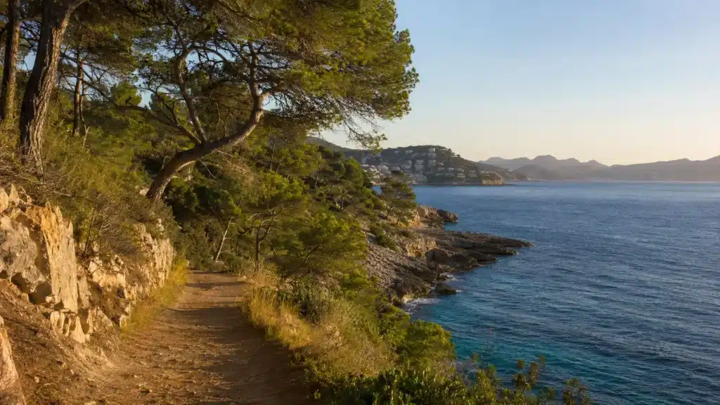 Küstenweg mit Pinien, Felsen und Meerblick in Peguera auf Mallorca