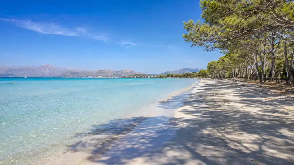 Sandstrand mit Pinien und Blick auf die Bucht in Port d’Alcúdia auf Mallorca