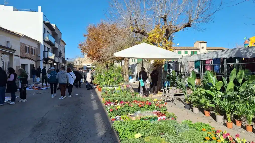 Wochenmarkt mit regionalen Produkten in Santa Maria del Camí auf Mallorca