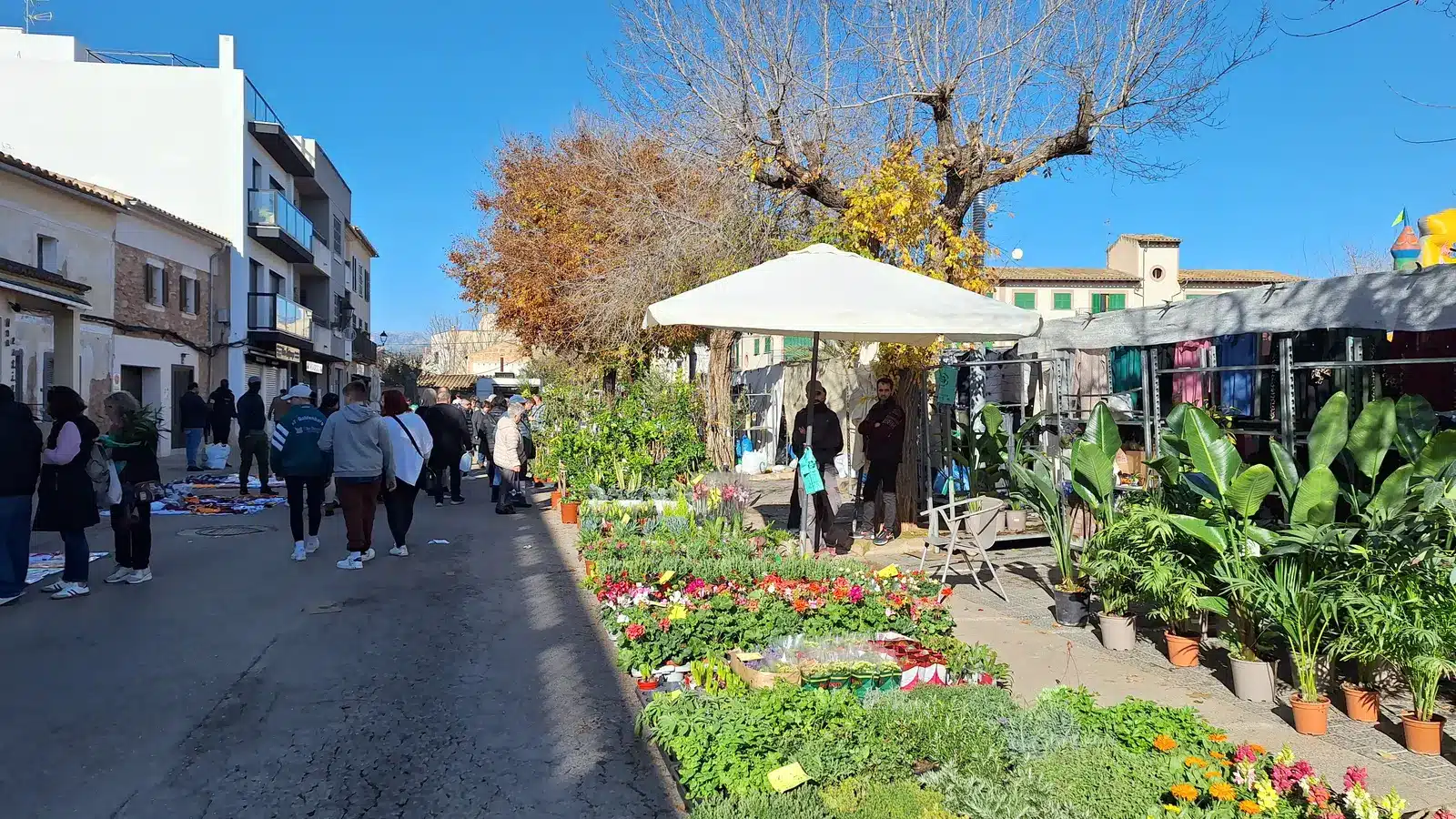 Santa Maria del Camí gehört zur Region Raiguer. Der Ort liegt zwischen Palma, Inca und den Ausläufern der Tramuntana und ist als lebendiger markt- und weinort ein sinnvoller Ausgangspunkt für Binissalem, Consell, Marratxí. auf Mallorca – Strand, Küste und Atmosphäre